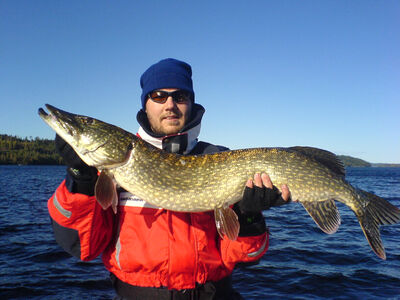Pikewallis predatorfishing in skandinavia: Abu Garcia gjedde konkurranse  2012